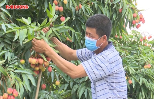 Mở thêm các thị trường tiêu thụ vải Thanh Hà